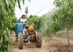 Lão nông chinh phục cây "nắng không ưa, mưa không chịu" thu tiền tỷ