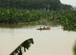 Người dân đóng bè chuối vượt sông Hồng giữa Thủ đô Hà Nội