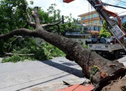 Quảng Ninh: Xà cừ khủng bất ngờ đổ gục, dân đặt hoa thương tiếc