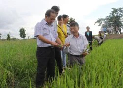 SOS: Bệnh vàng lùn, lùn xoắn lá tấn công lúa vụ hè thu