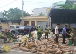 Thanh Hóa bắt giữ vụ vận chuyển ngà voi khủng nhất từ trước tới nay