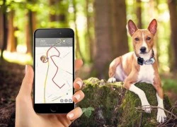 Theo dõi thú cưng theo thời gian thực với Tractive GPS Pet Tracker