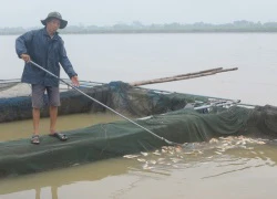 Thủy điện Hòa Bình xả lũ làm chết hàng trăm tấn cá lồng ở sông Đà