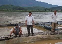 Thủy điện xả lũ, dân vừa chạy lụt vừa lo bán cá chết