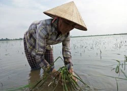 Trạm bơm tiền tỷ thành chuồng vịt, hàng trăm ha lúa "chết chìm"