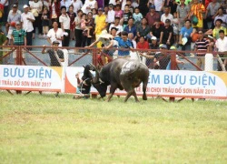 Trâu chọi húc chết chủ: Không có chất kích thích trong trâu số 18