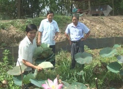 Trồng sen bán lá "ngon ăn" hơn bán gương