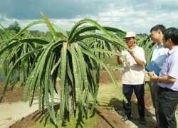 Tưởng dở hơi trồng thanh long trên đất phèn, ai ngờ trúng đậm