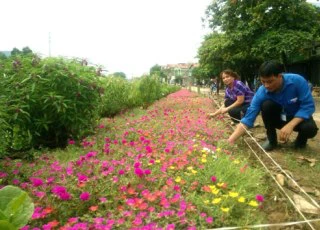 Rực rỡ "thảm hoa" dài 19km đường làng