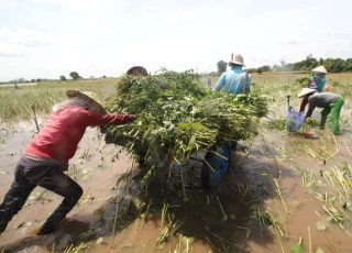 An Giang: Người dân phải thu hoạch hoa màu trong nước vì nước lên