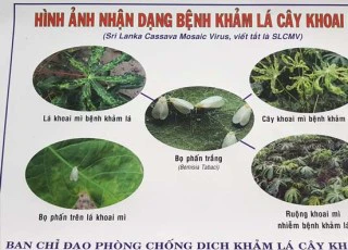 Bệnh lạ và nguy hiểm: Khảm lá mì lây lan chóng mặt ở Tây Ninh