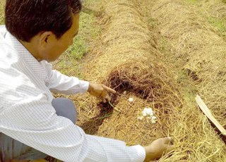 Cách trồng hay: Trên thanh long, dưới nấm đặc sản-tăng thu nhập, lợi đôi đường