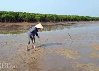 Cụ bà 96 tuổi hàng ngày vẫn đi chân trần ra biển cào ngao