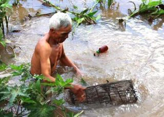 Đặt lọp cua đồng, vừa làm vừa chơi đút túi 200.000 đ/ngày