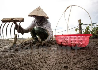 Gian nan nghề cào ngao thuê ở Đồng Châu: Kiếm tiền triệu đâu có dễ