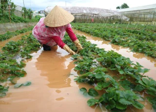 Nhiều khu dân cư và vườn tược ở Đà Lạt ngập sâu cả mét