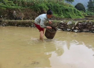 Nuôi cá + ốc + trồng lúa: 1 vốn 4 lời mà cực dễ làm