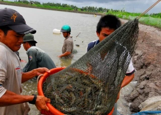 Kì vọng lớn ở những "mỏ tôm" ven biển đồng bằng sông Cửu Long