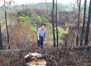 Kon Tum: Chặt 100ha rừng thông đẹp như trong phim trồng mắc ca