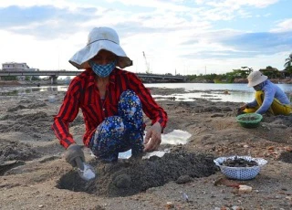 Nghề "độc": Chờ nước rút, lội bùn dùng vá đào phễnh kiếm chút đỉnh