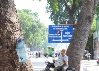 TP.HCM: "Hy sinh" hàng trăm cây xanh để giảm ách tắc giao thông