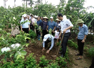 Trồng ổi + bón phân đúng kĩ thuật, thu tiền tươi thóc thật