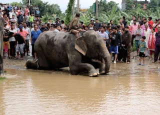 Voi giải cứu hàng trăm người mắc kẹt trong lũ ở Nepal