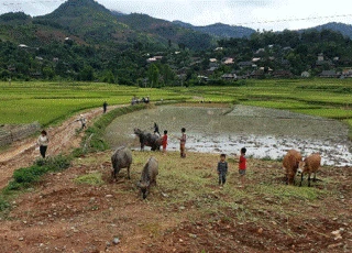 Vốn gốc vay có 30 triệu đồng, 5 năm sau lãi cả đàn bò