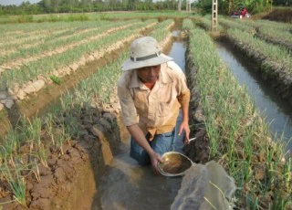 Hành mùa lũ giá tăng chóng mặt, 1 tạ giá 1 triệu đồng