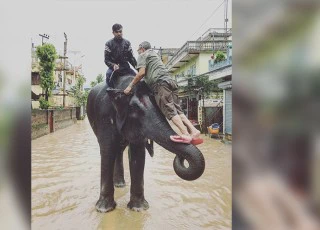 Voi cứu hàng trăm người trong lũ lớn ở Nepal