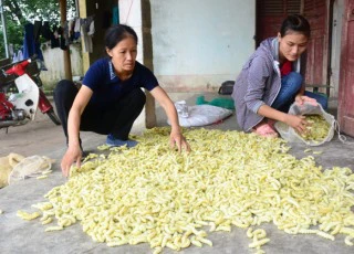 Cả làng nuôi tằm làm thức ăn, không trồng dâu lại có tiền rủng rỉnh