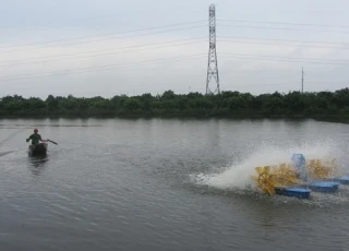 Chỉ sau 1 năm liên kết nuôi cá VietGAP, HTX thu gần 1 tỷ/tháng