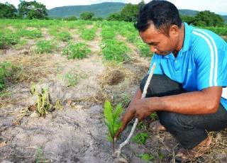 Gia Lai: Đua nhau trồng điều không rõ nguồn gốc