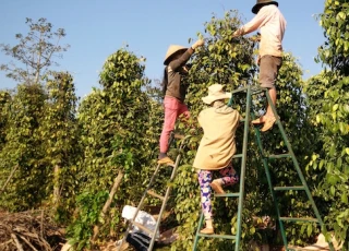 Giá nông sản hôm nay 18.8: "Vàng đen" hồ tiêu mất mùa, thương lái méo mặt