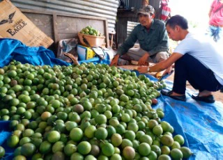 Kon Tum: Thuê "xã hội đen" đe dọa, ép bán chanh dây giá thấp?