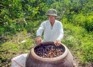 Lạ mà hay: "Ủ" ốc bươu vàng bón cho cam, cây tốt mà đỡ độc hại