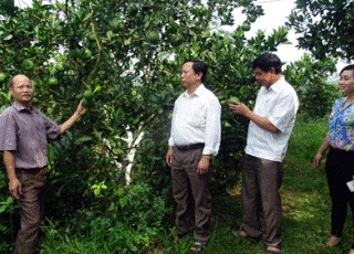 Làm giàu ở nông thôn: Lãi 2,3 tỷ từ 17,5ha cam, bưởi và 17ha rừng