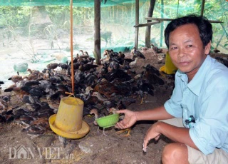 Làm giàu từ chăn nuôi: Gà thả vườn trên đệm sinh học, chưa thấy ế