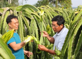 Thanh long trúng mùa trúng cả giá, lợi nhuận 200 triệu đồng/ha