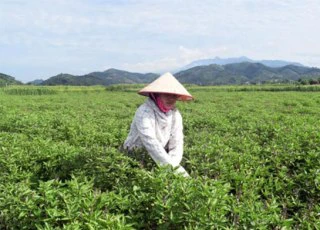 Trồng húng quế chiết tinh dầu, bán giá cao thu lãi 60 triệu/ha