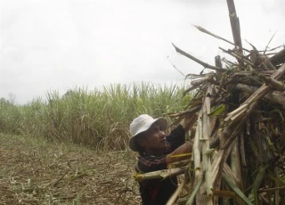 "Vết đen" ngành mía đường và nỗi đau khó nói của nông dân