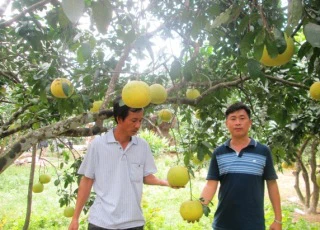 60 tỷ đồng bảo tồn bưởi Phúc Trạch: Chi vào những khoản gì?