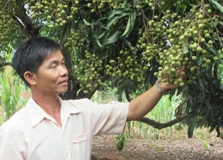 Cách lạ: "Thay máu" cho vườn nhãn già cỗi, anh Xôm rôm rả thu tiền