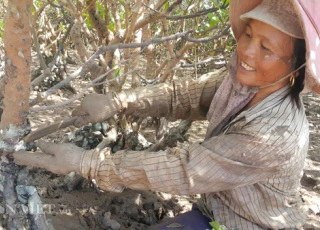 Chị em miền biển bò trườn khắp rừng vẹt săn đặc sản "phòng the"