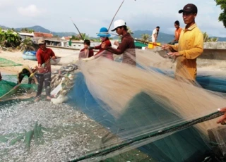 Gặp đàn cá cơm dày đặc, ngư dân Ninh Thuận hốt bạc triệu