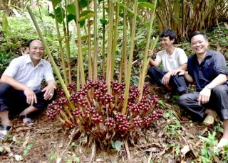 Hoàng Su Phì rộn ràng mùa thu hoạch thảo quả