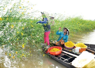 Không phải chờ tới mùa lũ, An Giang vẫn có bông điên điển quanh năm