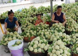 Na dai Lục Nam được giá, nông dân bỏ túi hàng trăm tỉ