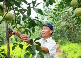 Những yếu tố tạo nên chất lượng hảo hạng của Bưởi Đoan Hùng