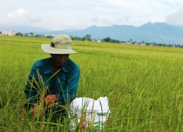 Ninh Thuận: Lúa ma xuất hiện trắng đồng, nông dân mất mùa